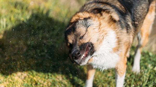 La trampa silenciosa de la primavera: por qué una simple espiga puede llevar a tu perro al quirófano - Los gestos que parecen normales y pueden revelar que tu perro tiene una espiga clavada