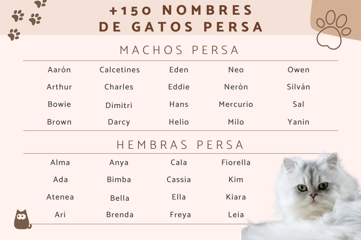 Nombres para gatos persas - Machos y hembras