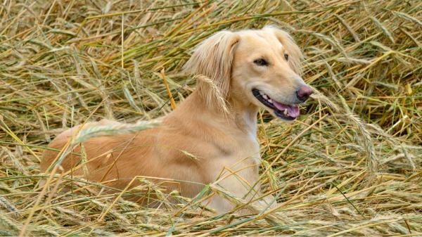 La trampa silenciosa de la primavera: por qué una simple espiga puede llevar a tu perro al quirófano - Oídos, nariz y otras zonas donde una espiga puede causar más daño