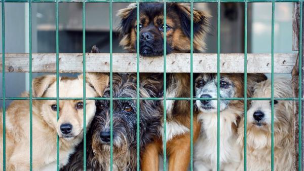 Valencia entrega la gestión de sus refugios de animales a una empresa de control de plagas - La razón por la que la decisión ha desatado críticas entre los animalistas