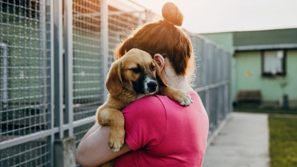Valencia entrega la gestión de sus refugios de animales a una empresa de control de plagas - Lo que exige la ley y el desafío que afronta la nueva gestora de los refugios