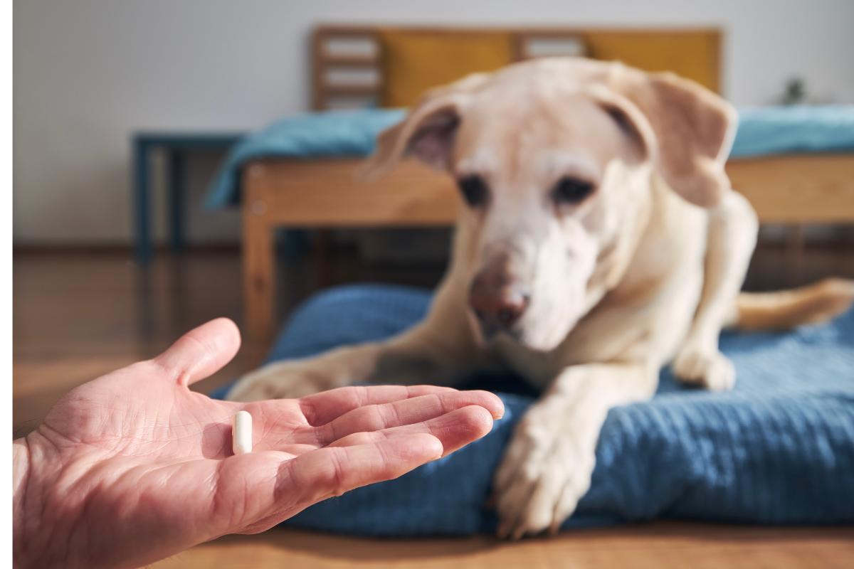 Medicamentos para la incontinencia urinaria en perros