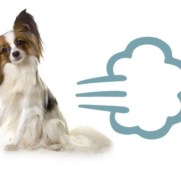 cómo puedo ayudar a mi cachorro con gases