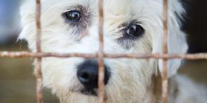 Valencia entrega la gestión de sus refugios de animales a una empresa de control de plagas