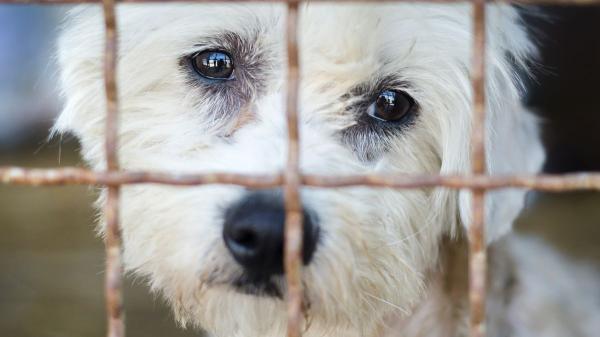 Valencia entrega la gestión de sus refugios de animales a una empresa de control de plagas
