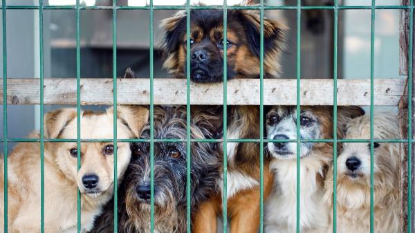 Pitbull, rottweiler o american staffordshire: crece el abandono de perros potencialmente peligrosos y las protectoras piden actuar - El error que puede acabar en abandono: elegir un perro por moda sin conocer sus necesidades