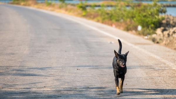 Pitbull, rottweiler o american staffordshire: crece el abandono de perros potencialmente peligrosos y las protectoras piden actuar - Licencia, bozal y prejuicios: la doble barrera que sufren los perros PPP abandonados