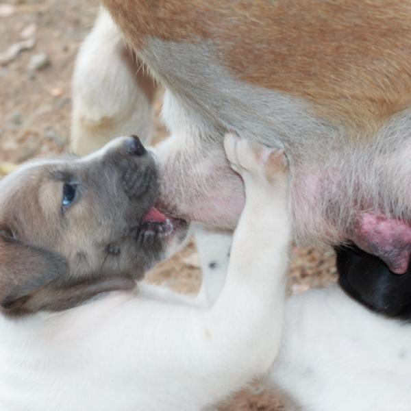 cuanto tarda en secarse la leche de una perra