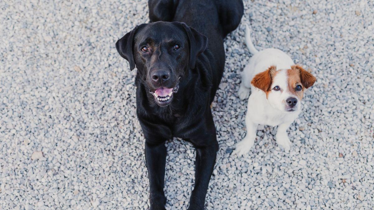 Del gran danés al chihuahua: por qué el tamaño cambia tanto la esperanza de vida de los perros según un estudio