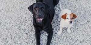 Del gran danés al chihuahua: por qué el tamaño cambia tanto la esperanza de vida de los perros según un estudio
