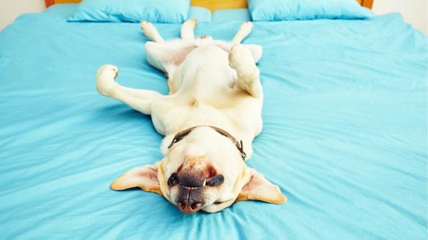 Los veterinarios coinciden: si tu perro duerme boca arriba puede ser porque se siente seguro, pero también por este otro motivo - La postura de tu perro al dormir también puede estar relacionada con el calor