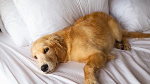 Los veterinarios coinciden: si tu perro duerme boca arriba puede ser porque se siente seguro, pero también por este otro motivo - Los cambios repentinos en la forma de dormir sí deberían preocuparte