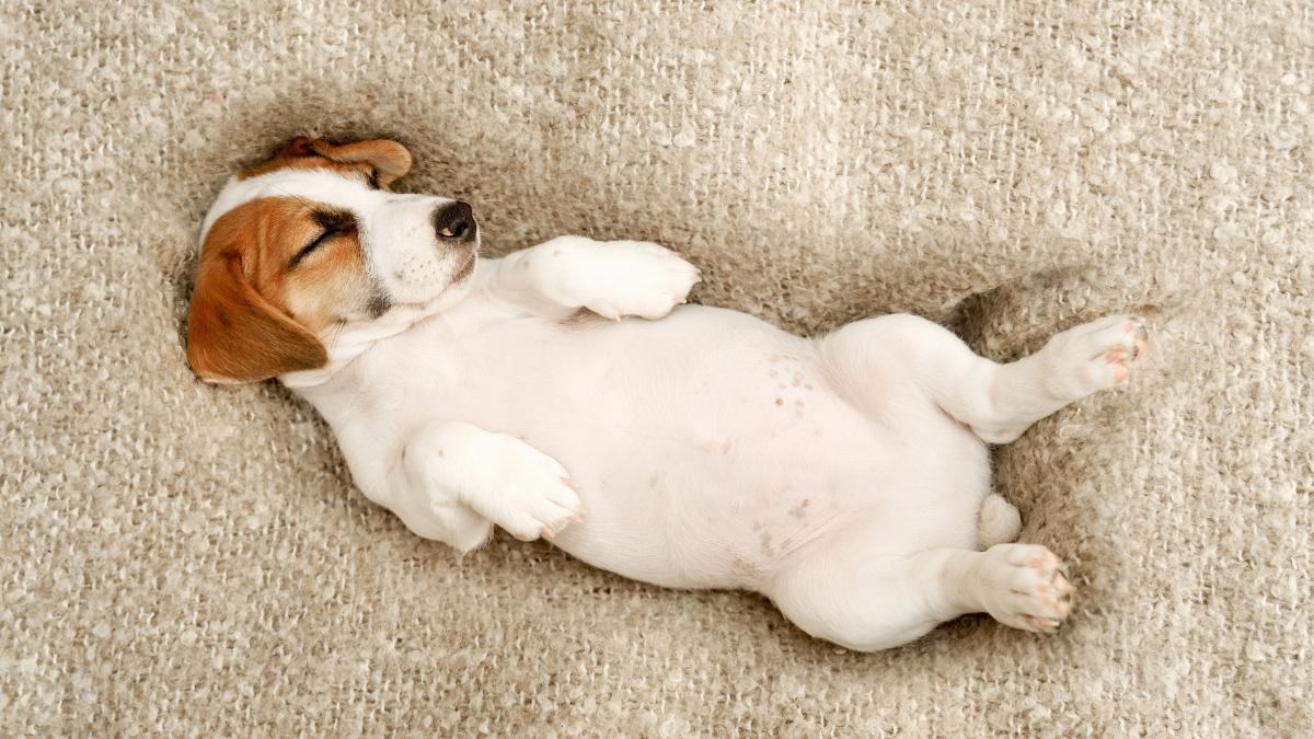Los veterinarios coinciden: si tu perro duerme boca arriba puede ser porque se siente seguro, pero también por este otro motivo