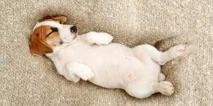 Los veterinarios coinciden: si tu perro duerme boca arriba puede ser porque se siente seguro, pero también por este otro motivo