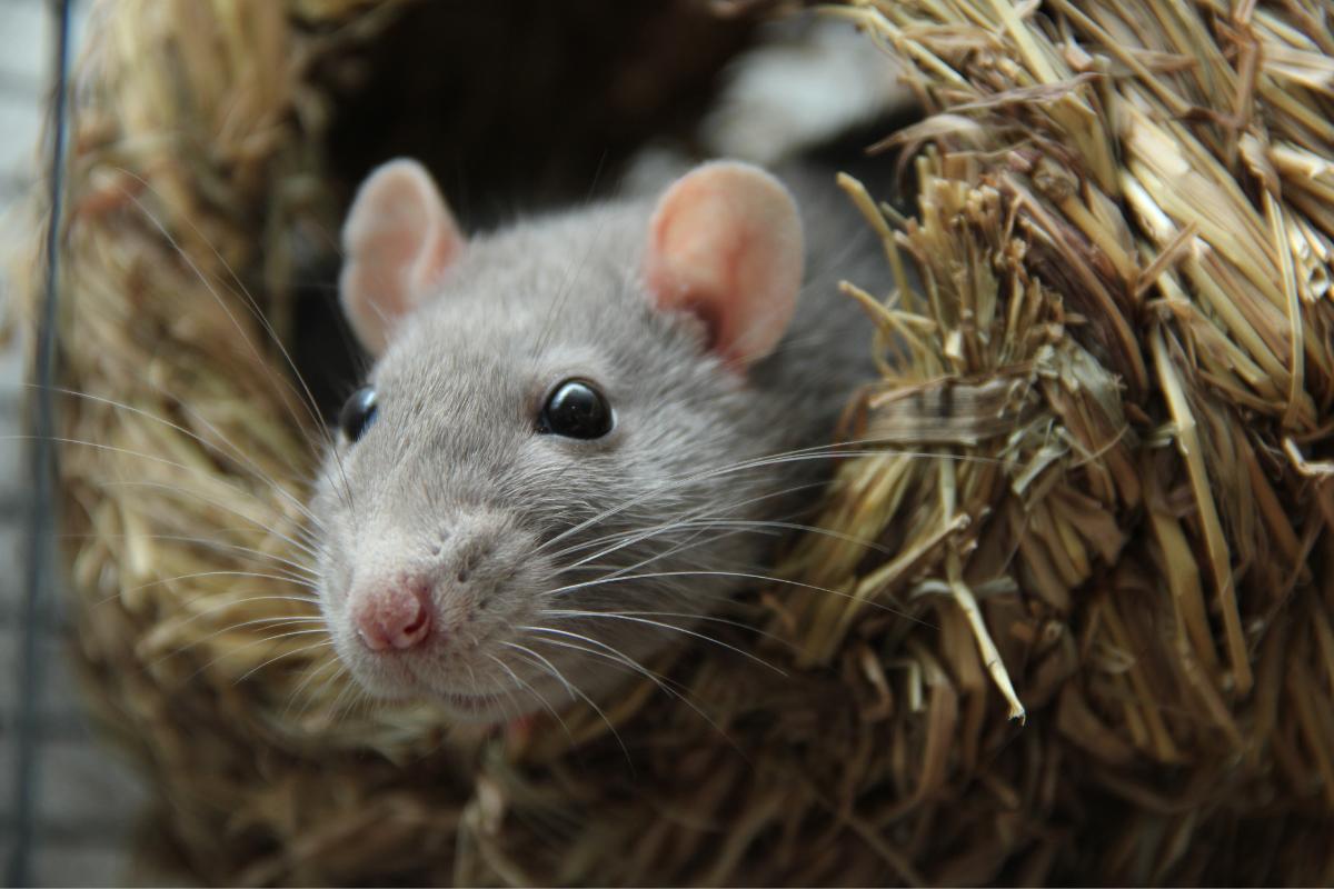 ¿Cuánto viven las ratas?