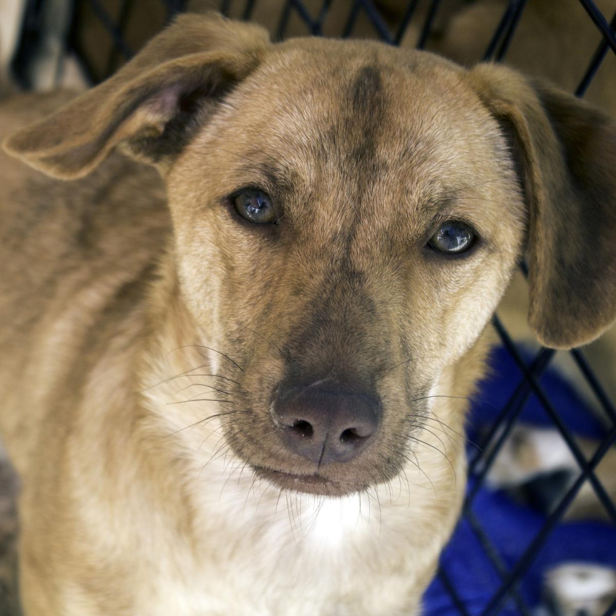 Dónde puedo adoptar un perro en Sevilla