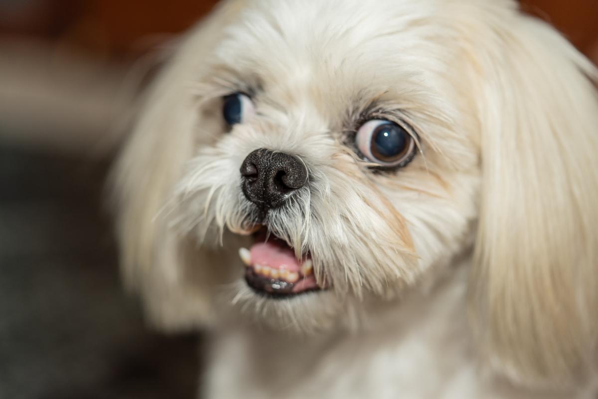 Estrabismo en perros - Causas y tratamiento