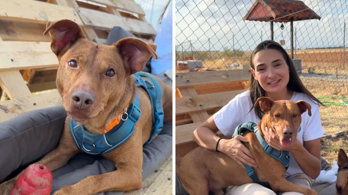 Dejaron a Rocky “unos días” en una residencia canina y nunca volvieron: seis años después, no ha perdido la ilusión y busca una familia que lo quiera para siempre