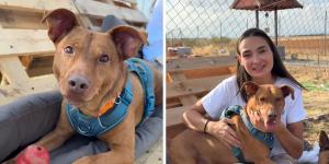 Dejaron a Rocky “unos días” en una residencia canina y nunca volvieron: seis años después, no ha perdido la ilusión y busca una familia que lo quiera para siempre