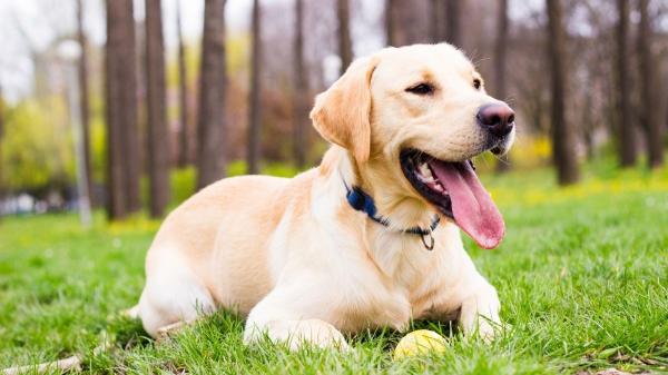 La Ley de Bienestar Animal lo confirma: está prohibido soltar a los perros en estos parques y espacios naturales (y estos son los motivos) - Estos son los parques y espacios naturales donde está prohibido soltar a los perros según la ley