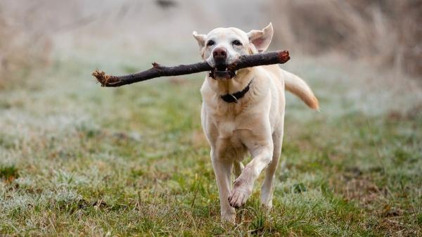 La Ley de Bienestar Animal lo confirma: está prohibido soltar a los perros en estos parques y espacios naturales (y estos son los motivos)