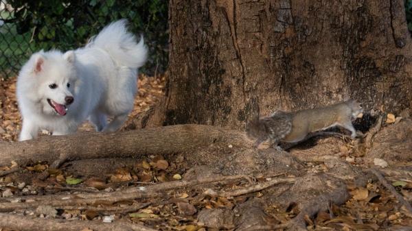La Ley de Bienestar Animal lo confirma: está prohibido soltar a los perros en estos parques y espacios naturales (y estos son los motivos) - Los peligros para tu perro y para la fauna que pocos conocen