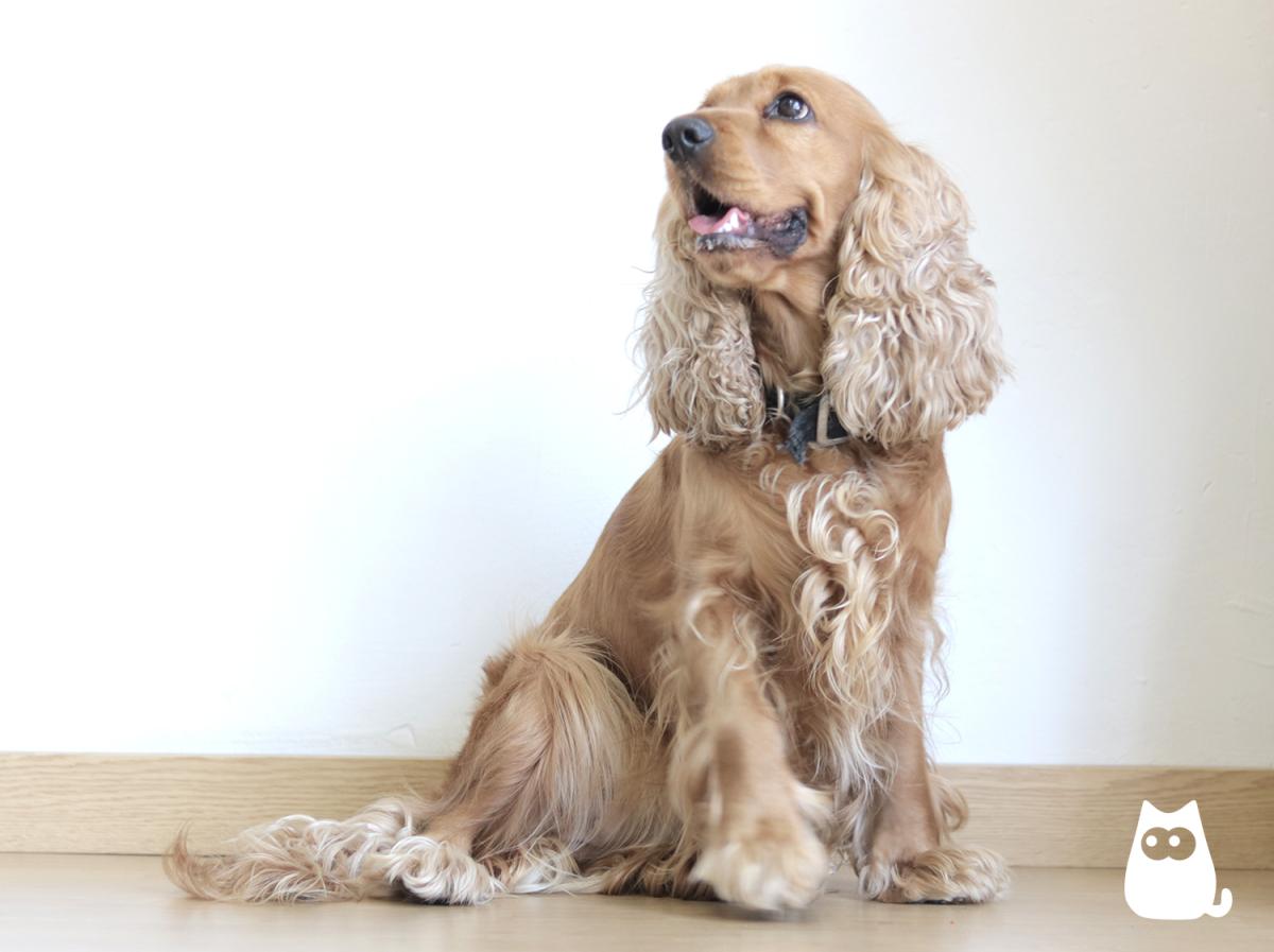 Nombres para perros cocker machos y hembras