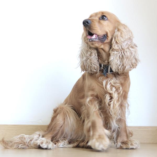 cachorros cocker spaniel ingles dorados