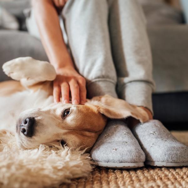 por qué mi perro se sienta y mira fijamente a la pared
