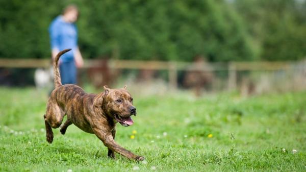 La Ley de Bienestar Animal lo confirma: está prohibido soltar a los perros en estos parques y espacios naturales (y estos son los motivos) - Qué hacer si quieres que tu perro disfrute sin recibir una sanción