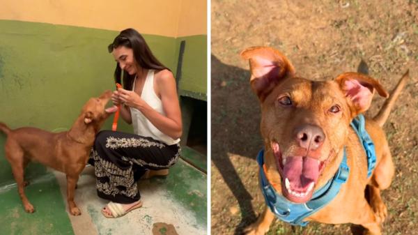 Dejaron a Rocky “unos días” en una residencia canina y nunca volvieron: seis años después, no ha perdido la ilusión y busca una familia que lo quiera para siempre - Rocky necesita una familia que le dé una segunda oportunidad