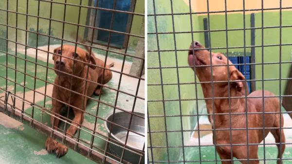 Dejaron a Rocky “unos días” en una residencia canina y nunca volvieron: seis años después, no ha perdido la ilusión y busca una familia que lo quiera para siempre - Seis años en la misma jaula y sin perder la ilusión