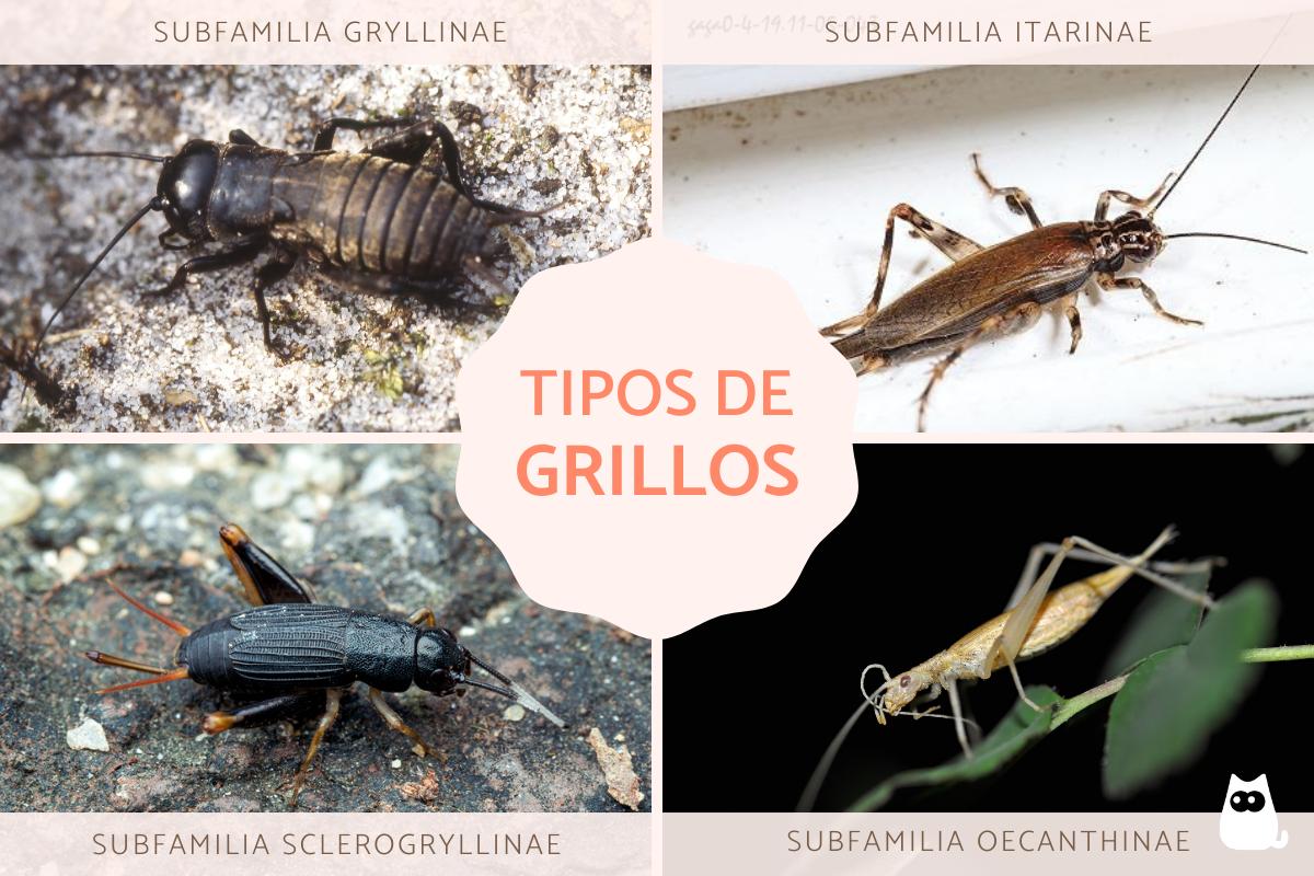 Tipos de grillos