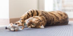 Esto es lo que tu gato realmente piensa cuando te trae “regalos” y cómo deberías reaccionar