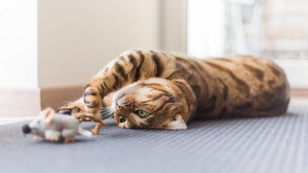 Esto es lo que tu gato realmente piensa cuando te trae “regalos” y cómo deberías reaccionar