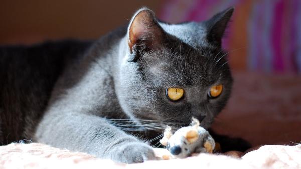 Esto es lo que tu gato realmente piensa cuando te trae “regalos” y cómo deberías reaccionar - ¿Por qué los gatos traen “regalos” a sus cuidadores?