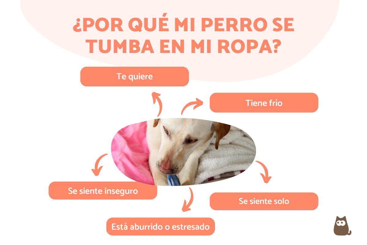 ¿Por qué mi perro se acuesta en mi ropa?