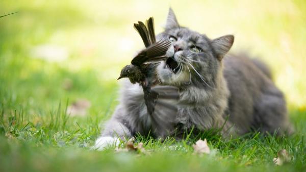 Esto es lo que tu gato realmente piensa cuando te trae “regalos” y cómo deberías reaccionar - ¿Qué significa cada tipo de “regalo” que te trae tu gato?