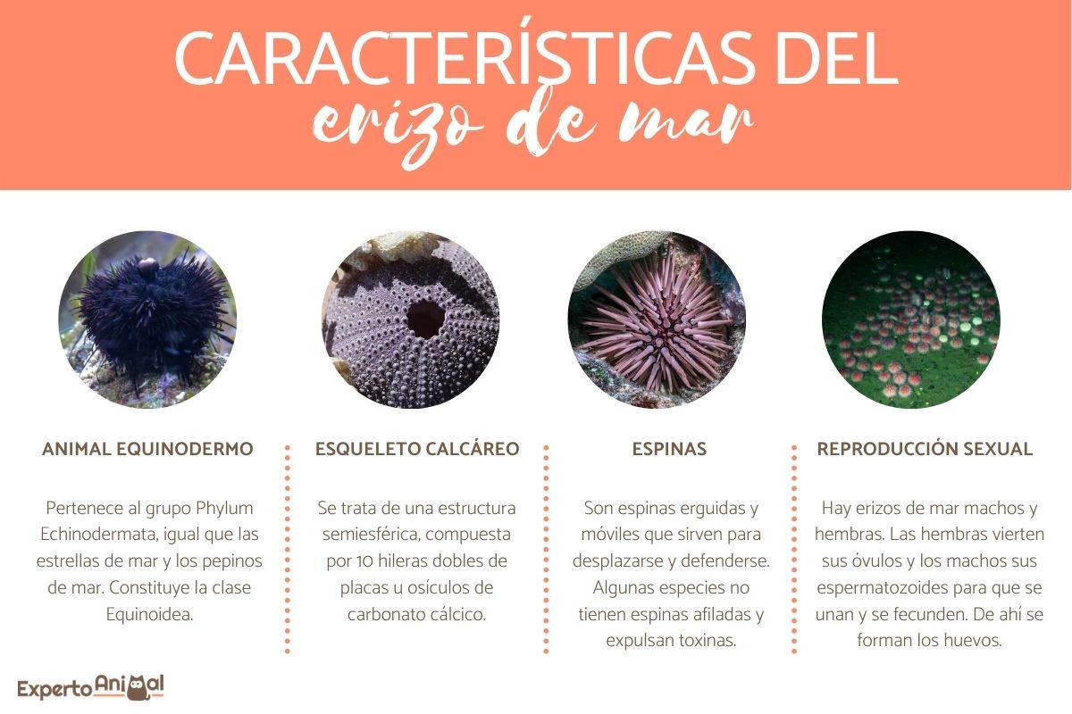Características del erizo de mar