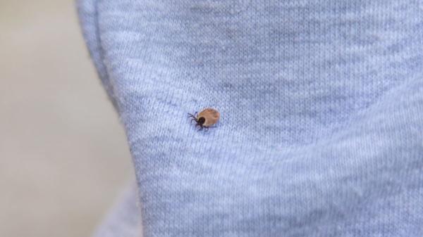 Por qué tu perro necesita desparasitación aunque salga poco: los parásitos también pueden entrar en casa - ¿Cómo puede contagiarse de parásitos un perro que no sale de casa?