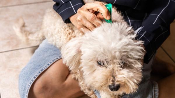 Por qué tu perro necesita desparasitación aunque salga poco: los parásitos también pueden entrar en casa - Los peligros de los parásitos: así afectan a tu perro (y a ti)