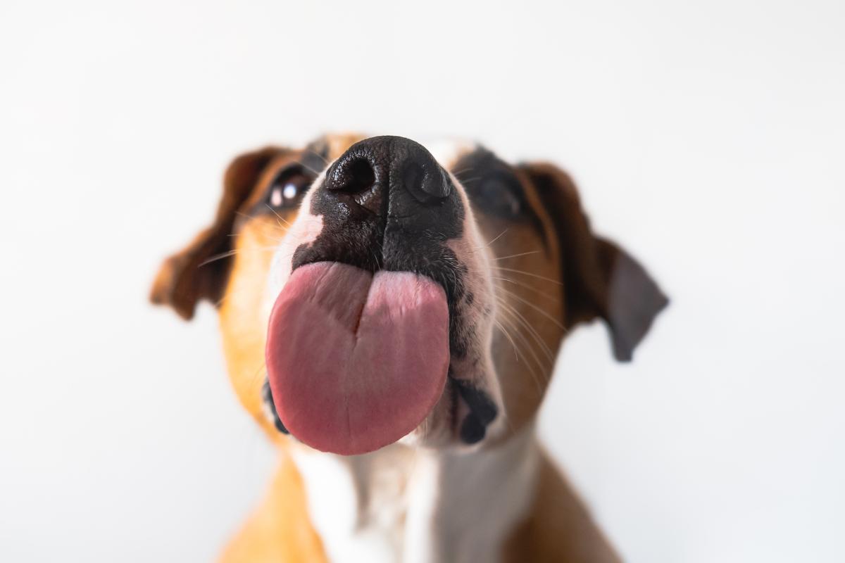 Mi perro lame todo desesperadamente: causas y qué hacer