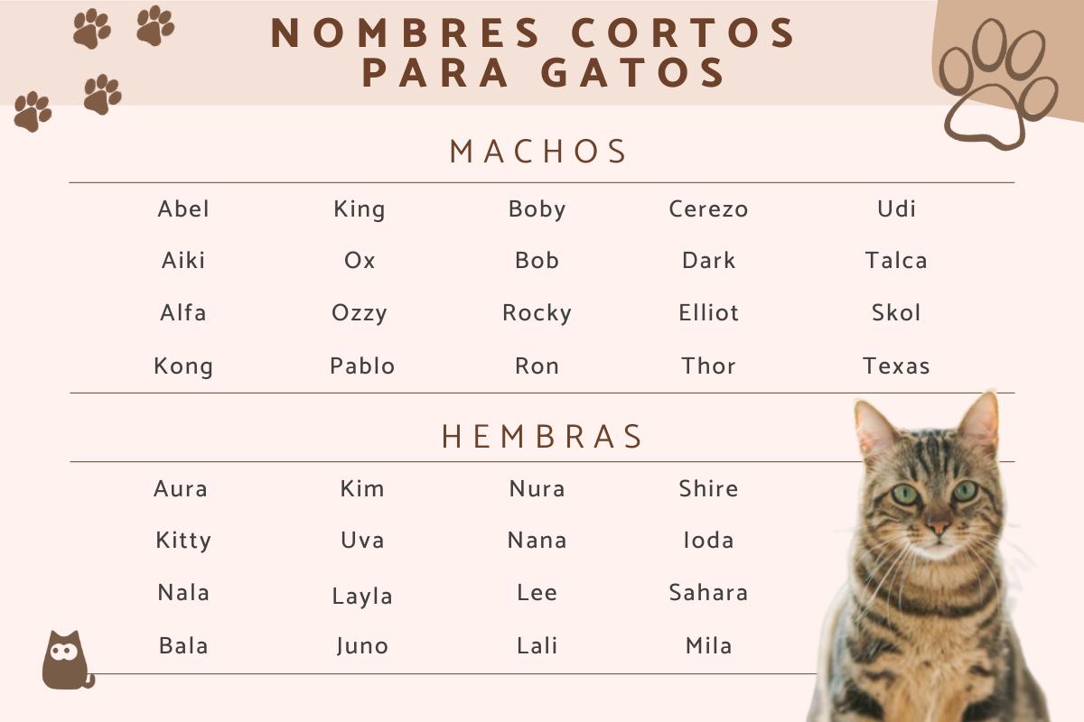 Nombres cortos para gatos y gatitas