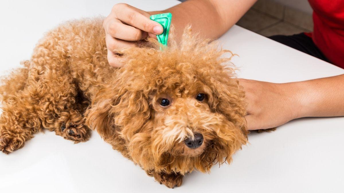 Por qué tu perro necesita desparasitación aunque salga poco: los parásitos también pueden entrar en casa