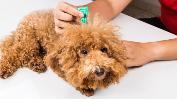 Por qué tu perro necesita desparasitación aunque salga poco: los parásitos también pueden entrar en casa