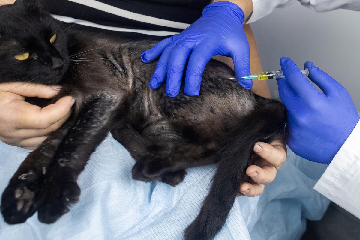Dermatitis en gatos: síntomas y tratamiento