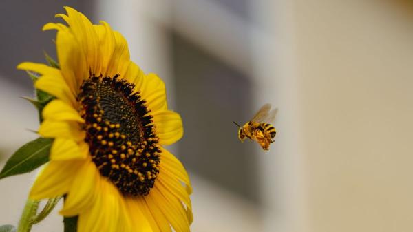 Si ves abejas rondando tu casa, esto es lo que realmente significa (y por qué es una buena señal) - Están cumpliendo una función clave en tu entorno