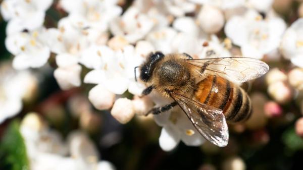 Si ves abejas rondando tu casa, esto es lo que realmente significa (y por qué es una buena señal) - Las abejas aparecen alrededor de tu casa por una razón muy concreta