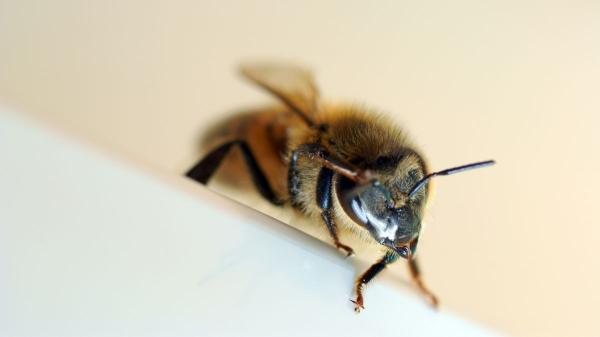 Si ves abejas rondando tu casa, esto es lo que realmente significa (y por qué es una buena señal) - Las abejas no atacan a las personas sin motivo