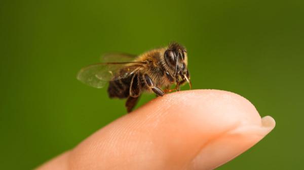 Si ves abejas rondando tu casa, esto es lo que realmente significa (y por qué es una buena señal) - Qué hacer (y qué no hacer) si hay abejas en tu casa